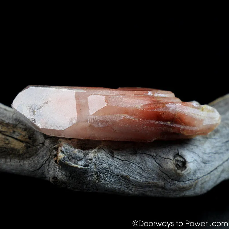 Angel Phantom Amphibole Quartz Transmitter Crystal